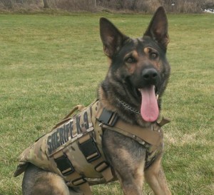 Jango in his new vest / Photo: Olmsted County Sheriff's Office